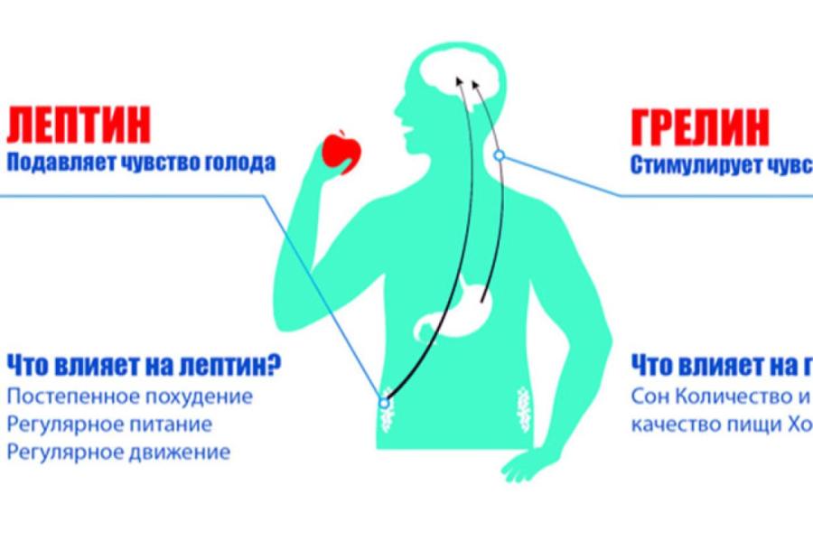 Раскрыто влияние гормона голода на мозг