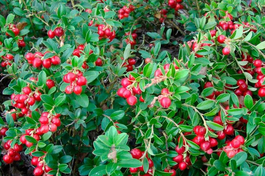 Клюква и брусника: в чем разница и польза