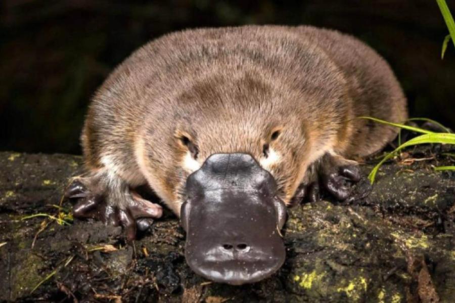 Пять интересных фактов об утконосе