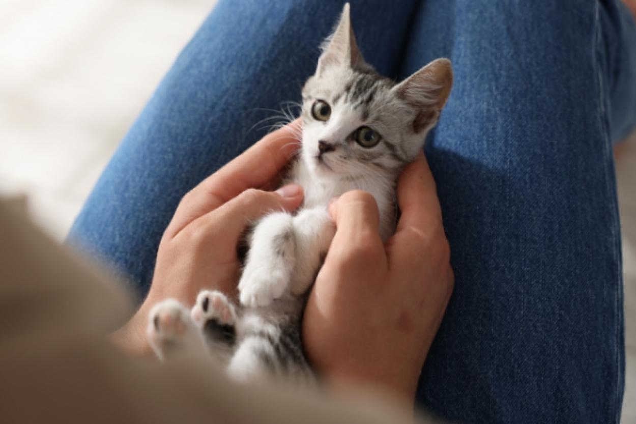 Кошки быстрее усваивают человеческий язык, чем младенцы