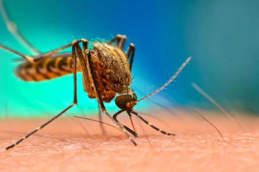 Почему комары одних людей кусают больше, чем других?
