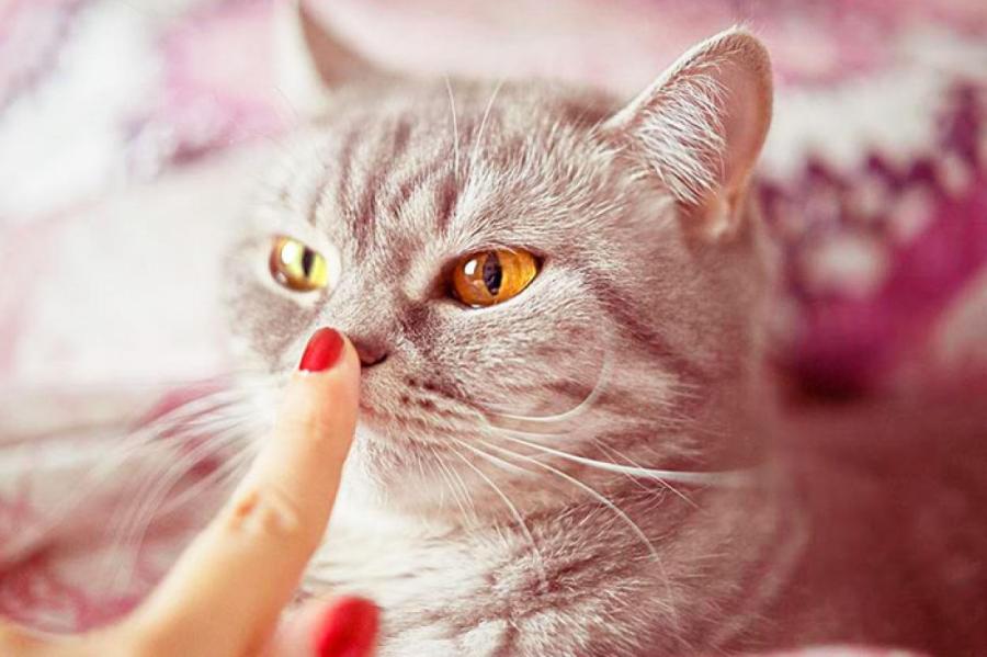 У кошки сухой нос: норма или тревожный сигнал?