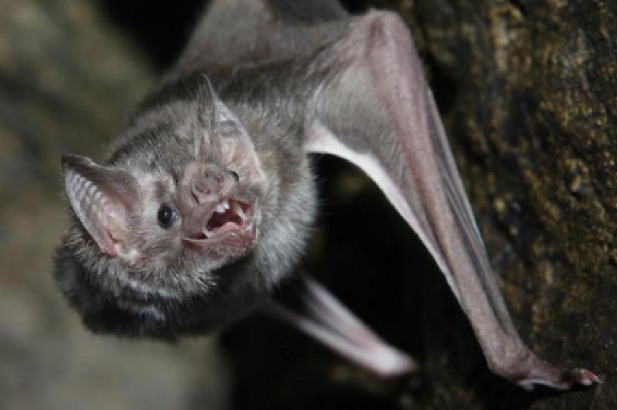 Ученые выяснили, почему летучие мыши не врезаются друг в друга