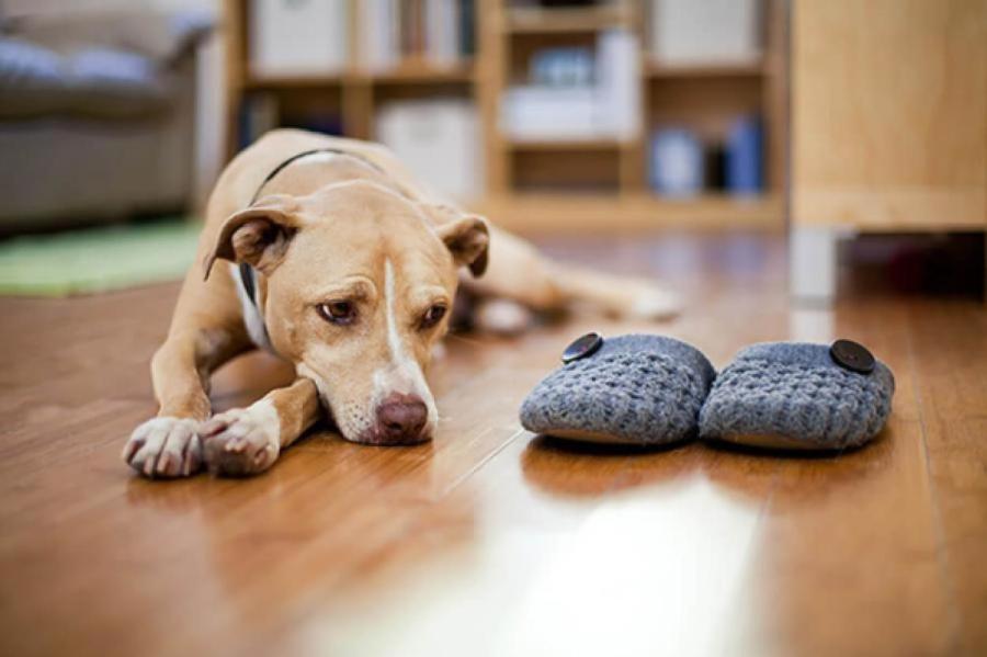 Почему некоторые собаки не смотрят в глаза? У науки появилось объяснение