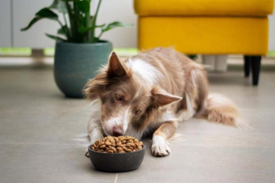 Нелучшее решение: почему собаке нельзя давать кошачий корм