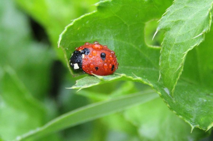 Крылатые помощники: какие насекомые приносят пользу огороду