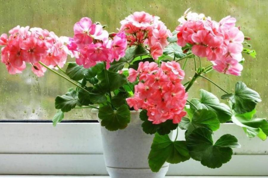 Почему герань должна быть в каждом доме: 9 причин