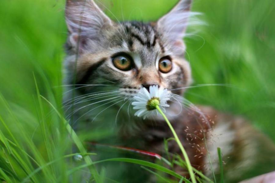 Кофе, табак, бананы: топ-6 запахов, которые не переносят кошки