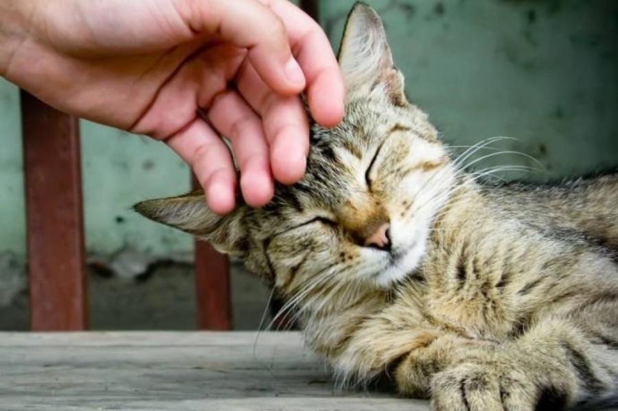 Эффект "теплого пледа: в чём польза кошачьего мурчания для нашего здоровья