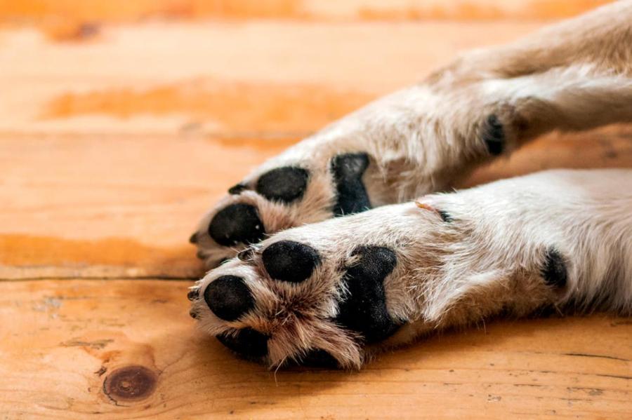 Тайна собачьих лапок: несколько фактов, о которых вы точно не знали