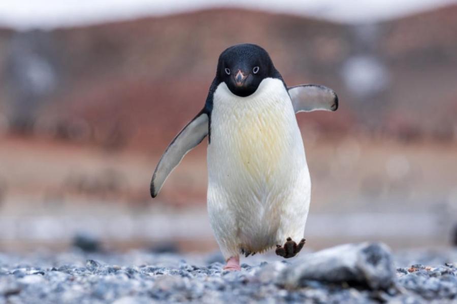Пингвины оказались под угрозой из-за загрязнений ртутью