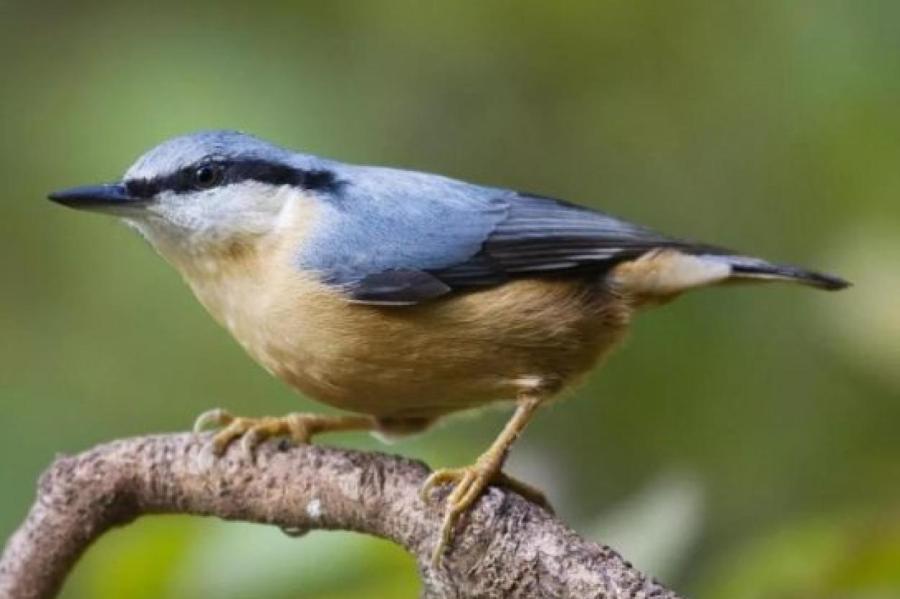 Поползни: трудяги-«штукатуры» среди птиц