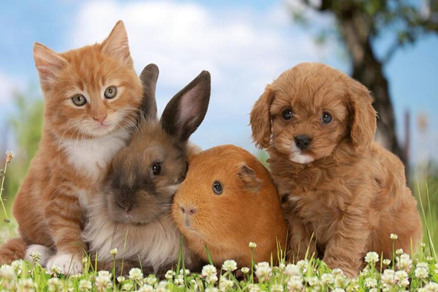 Популярные заблуждения о животных, которым мы продолжаем верить