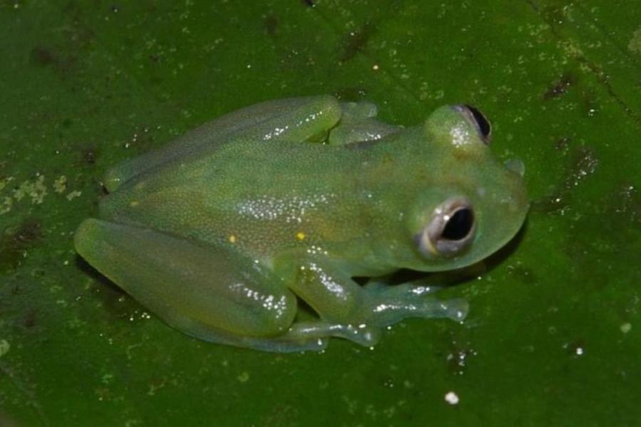 Стеклянная лягушка: виртуоз маскировки и просто шедевр природы