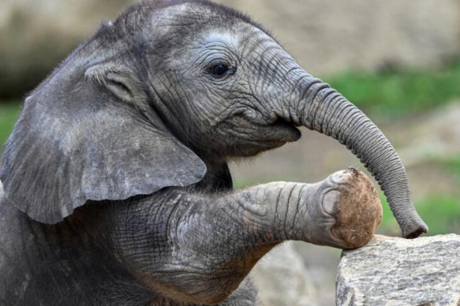 Похлопать ушами: способы приветствия у слонов умилили исследователей