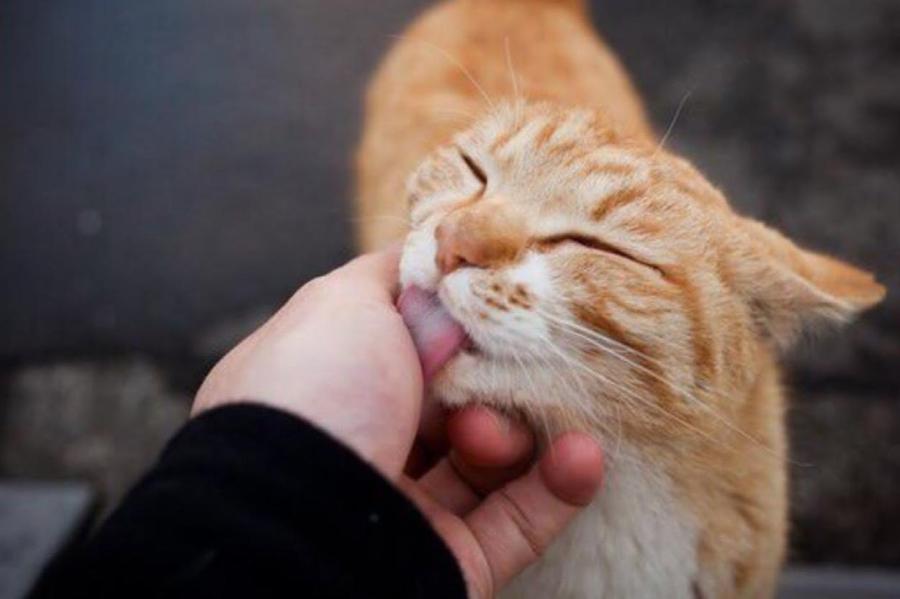 Для чего кошки вылизывают себя и своих владельцев: учёные раскрыли секрет