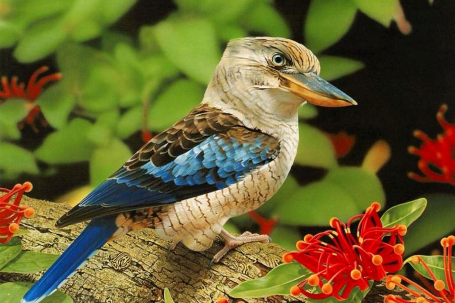 Над кем смеется кукабарра?