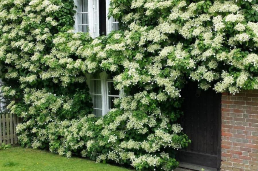 5 растений, которые можно посадить на даче в тени