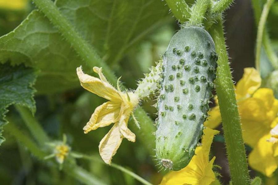 Причины появления пустоцветов на огурцах и как исправить ситуацию?
