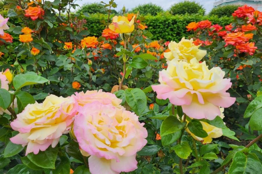 Время роз: цветы будут расти очень пышными - просто внесите эту подкормку весной