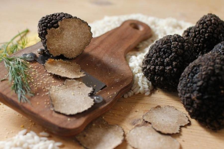 В поисках деликатеса: зачем собаки ищут трюфели