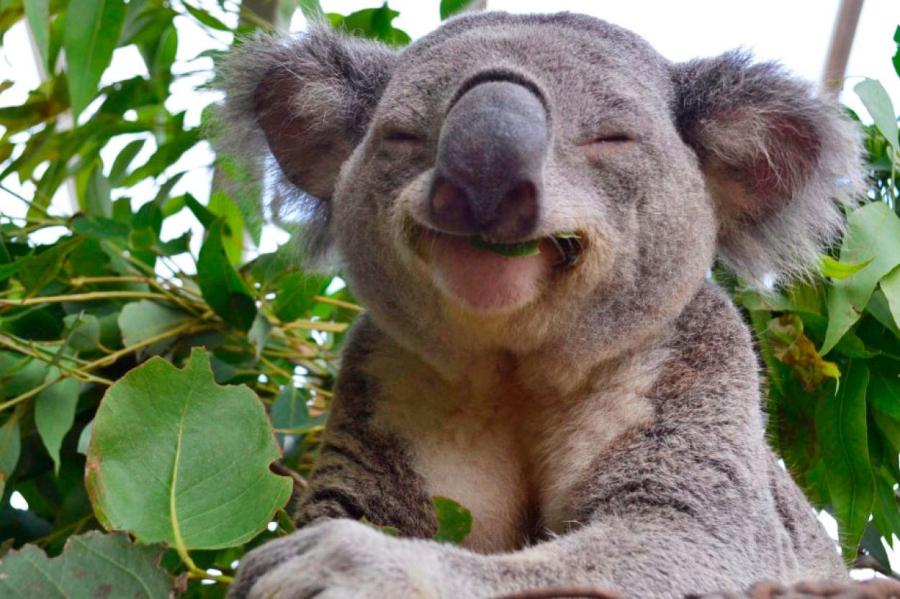 Милые ленивцы: правда ли, что коалы пахнут леденцами от кашля?