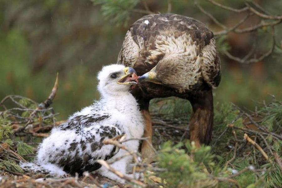 У пары гнездящихся в Латвии беркутов вылупился птенец