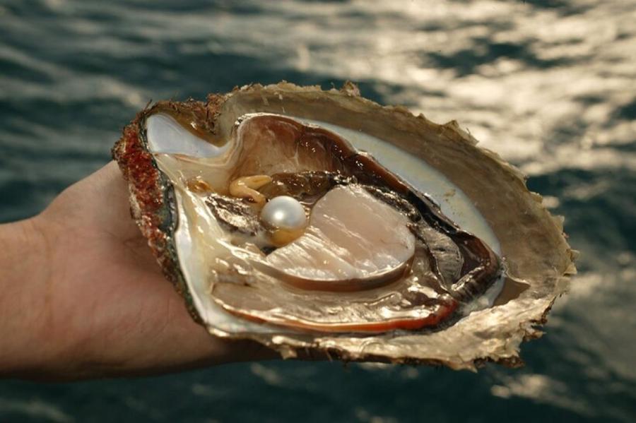 Чудо природы: как устрицы создают жемчуг