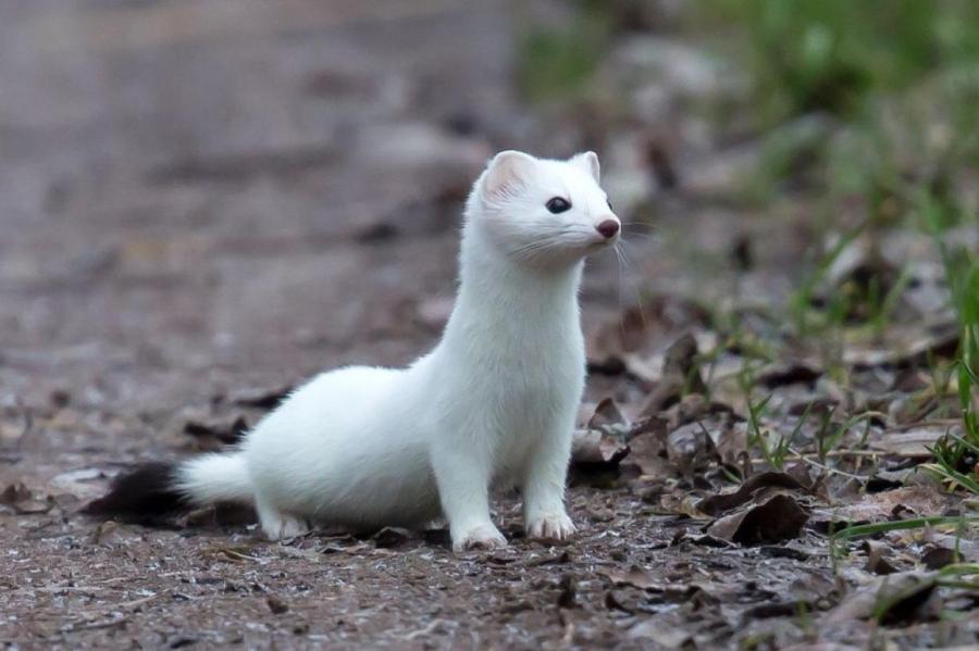 Горностаи: ловкие хищники и своенравные милашки
