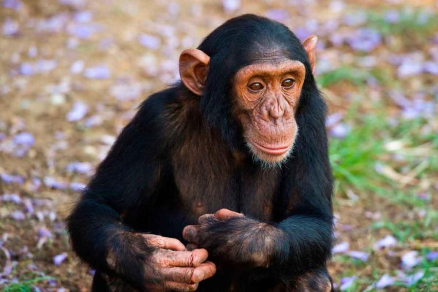 Сами себе доктора: шимпанзе умеют лечить друг друга с помощью фитотерапии