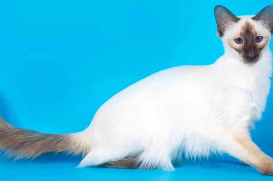 Балинезийская кошка: весёлая и разговорчивая родня сиамской