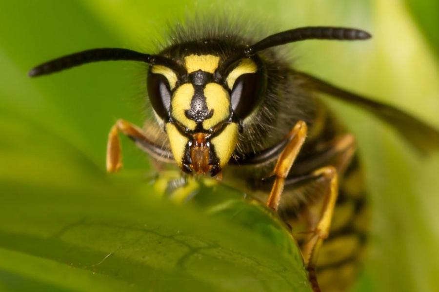 Осы-копатели: мозг крошечный, а память феноменальная