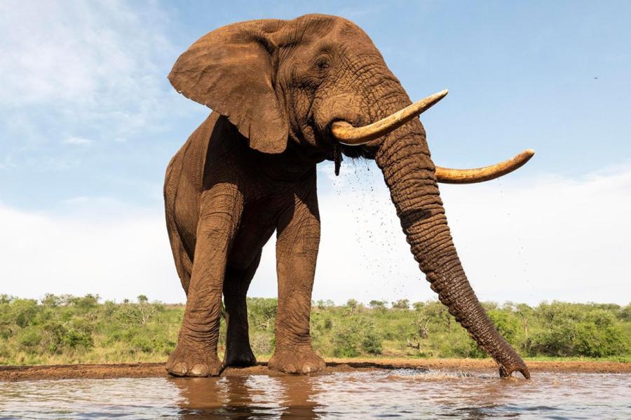 Всё дело в размере: почему крупные животные, живут дольше, чем маленькие?