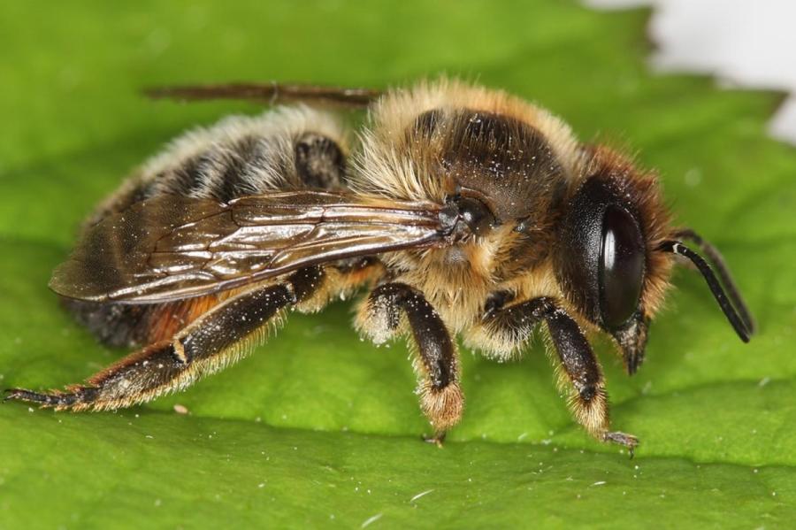 А вы и не знали: 10 удивительных фактов о пчелах