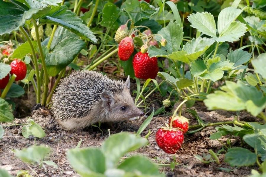 Ежи на даче: друзья или вредители?