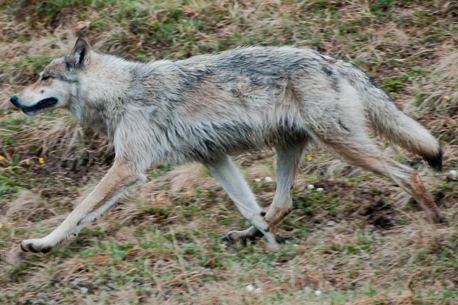 Лесной гигант: какие волки самые крупные на Земле