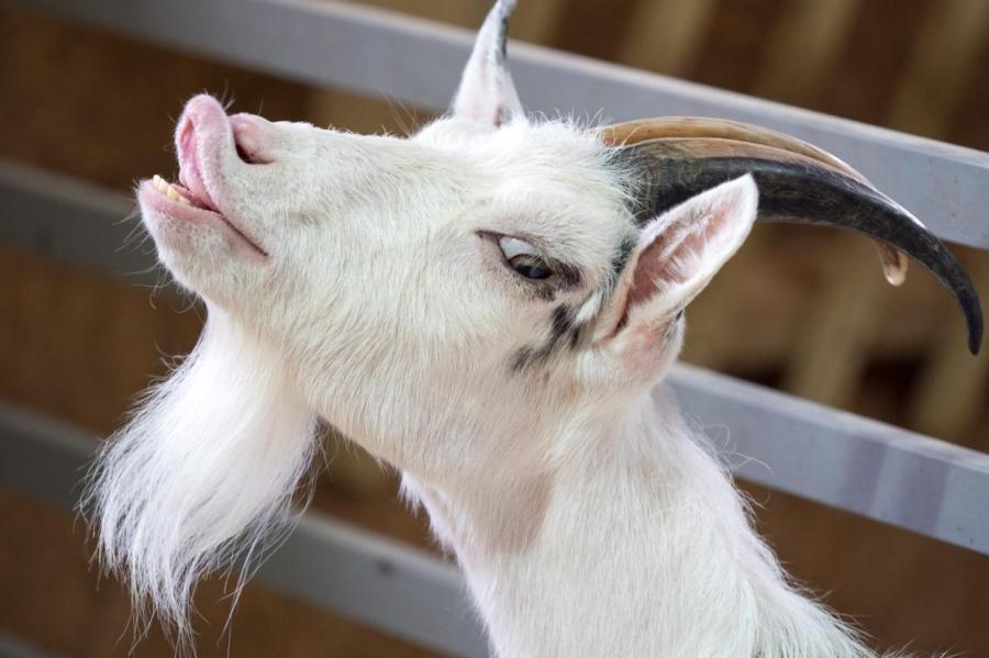 Козлиная борода: зачем она животному?