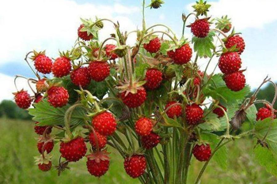 Чудо-ягода: чем полезна земляника и кому точно ее есть нельзя