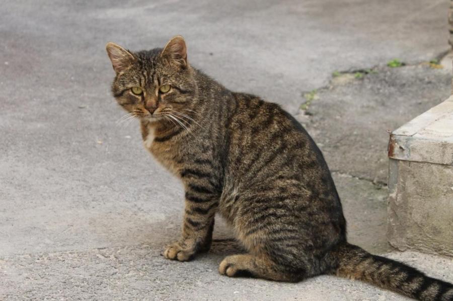 Какой породы коричневые полосатые уличные кошки?