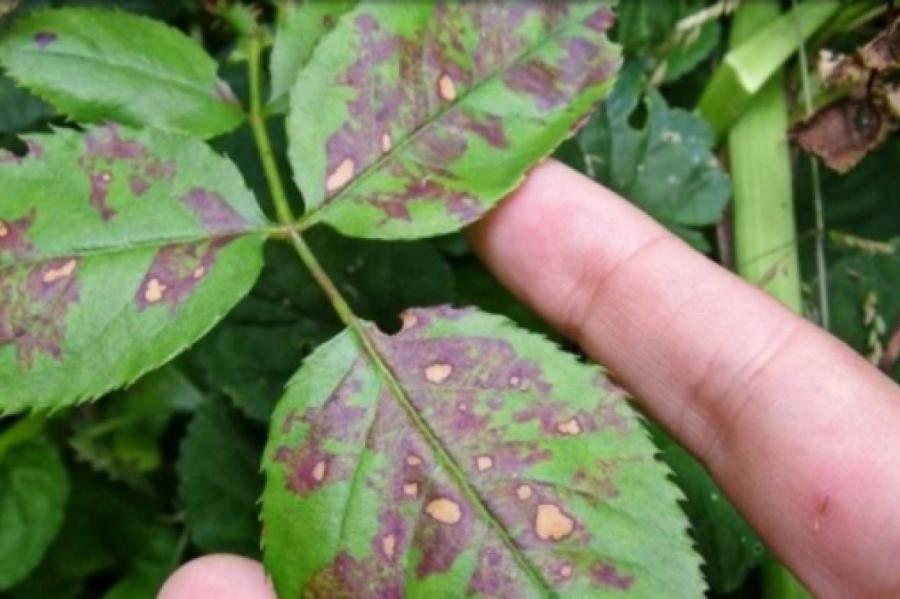 Как избавиться от ржавчины на растениях без ущерба для урожая
