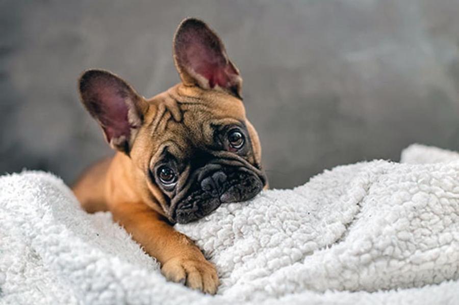 Без мопсов и бульдогов? Нидерланды запретили разводить собак брахицефальных пород