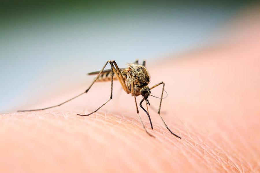 Кто «вкуснее» для комаров и почему?