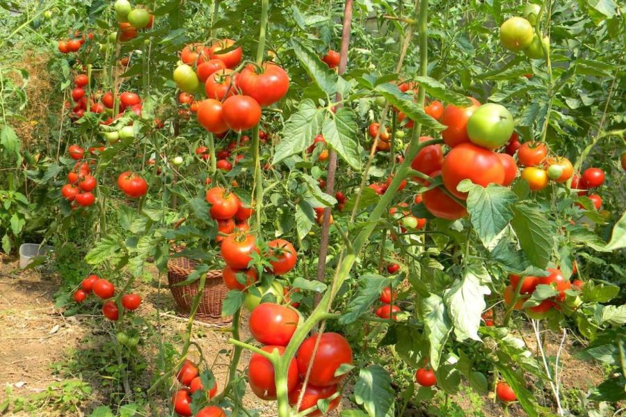 Как формировать высокорослые помидоры: советы садовода