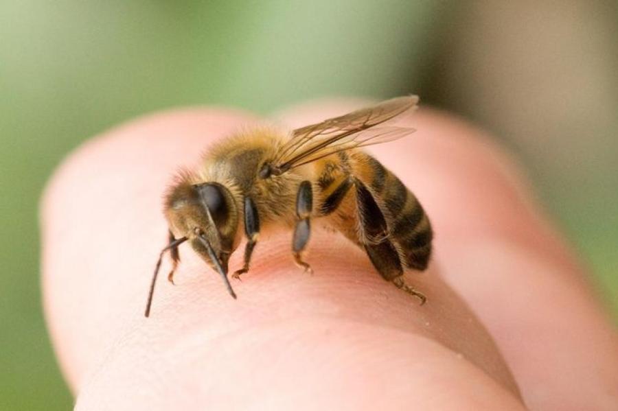Укус пчелы: как вытащить жало без пинцета и что делать дальше