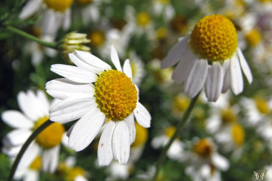 Скромный цветок с чудодейственным эффектом: какое растение мощно омолаживает кожу