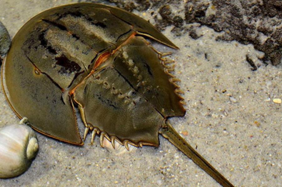 Мечехвост: биологический феномен, выглядящий как инопланетное существо