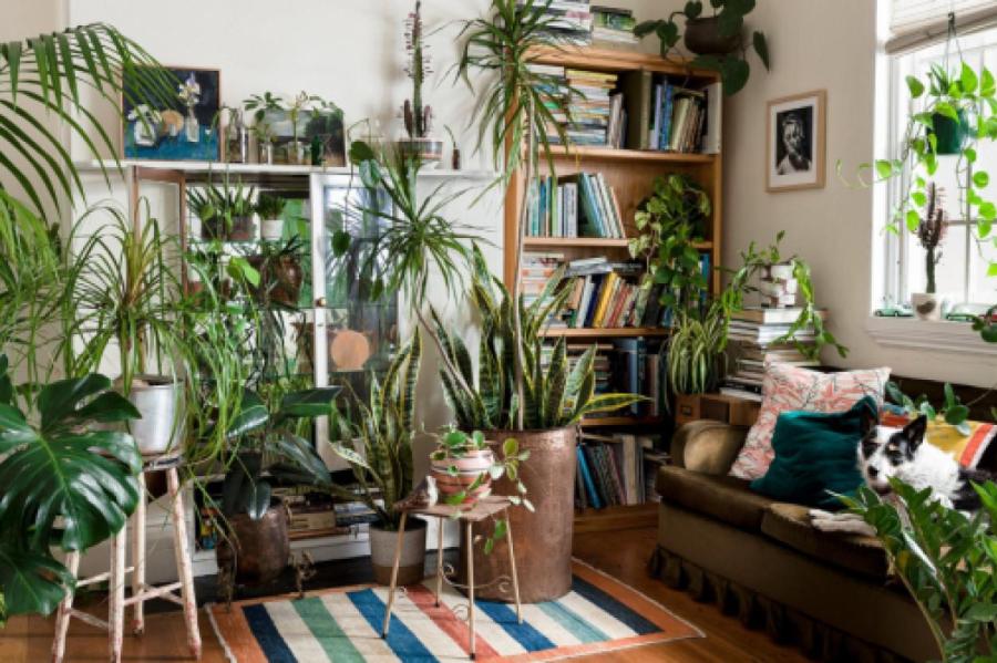 Дом как теплица: что это за новый тренд и как озеленить квартиру