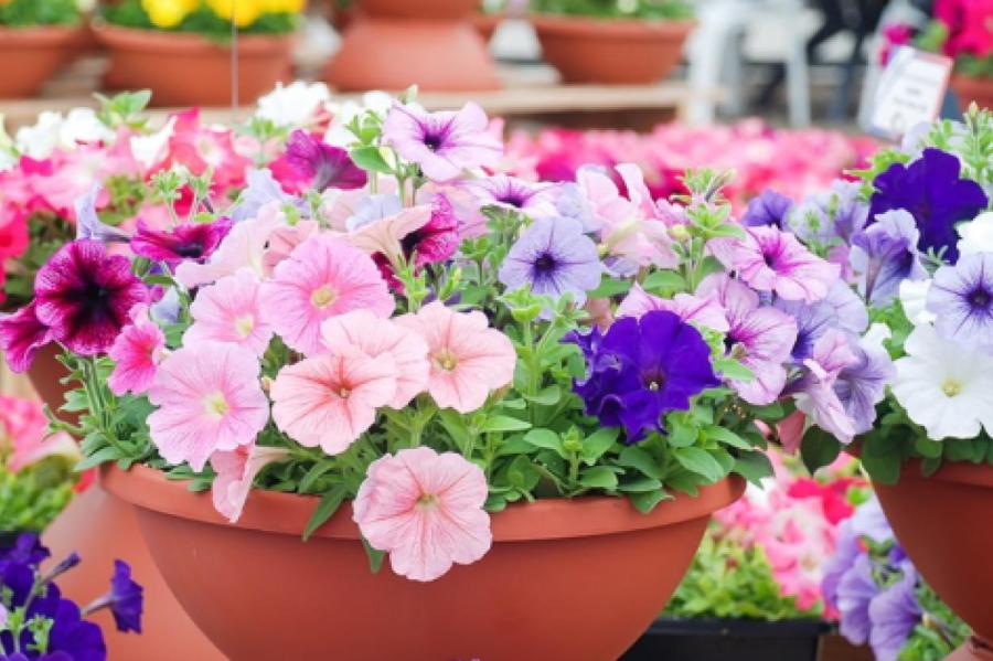 Что нужно сделать в июле с кустами петунии, чтобы они пышно цвели до самых холодов