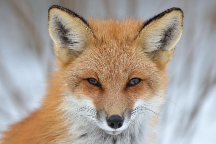 Хитрость — их оружие: знаки Зодиака, которые всегда добиваются желаемого