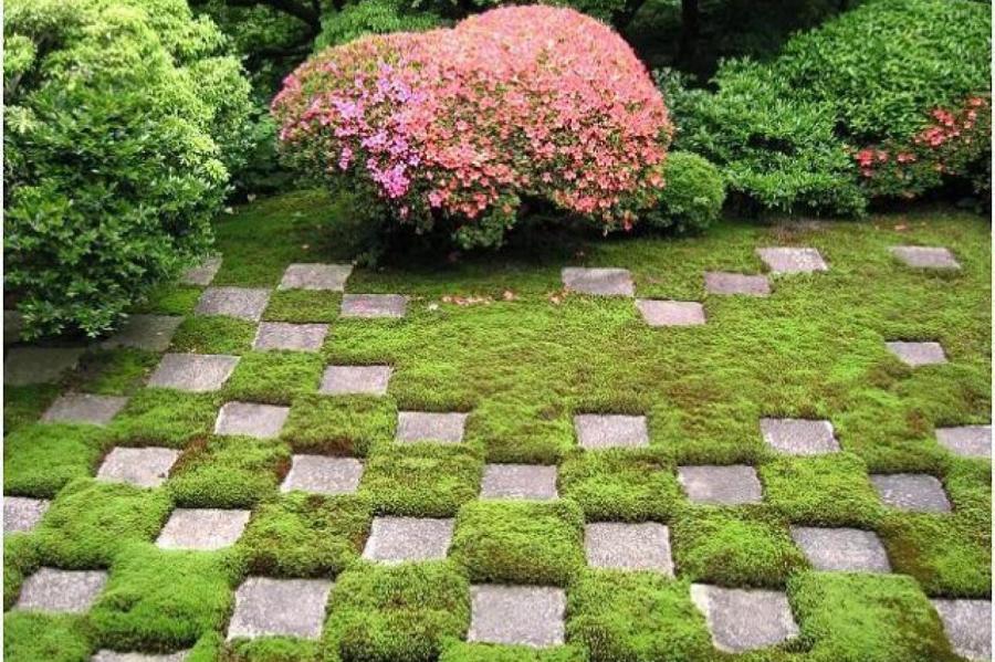 Как победить мох на даче с помощью дешёвого средства, которое есть на каждой кухне